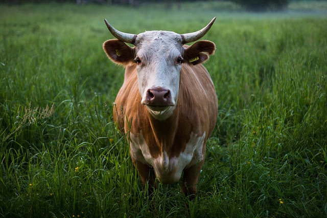 Quel est le poids d’une vache ? Informations utiles sur les Vaches
